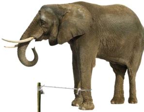 elephant chained to a stake|The Power of Belief: How a Circus Elephant's Story Can Teach .